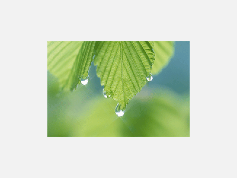 葉っぱから雫