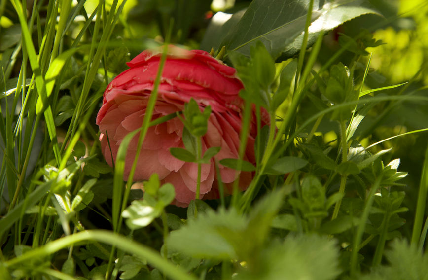 Être fleur, Photo de Réjane d'Espirac, autrice et réalisatrice