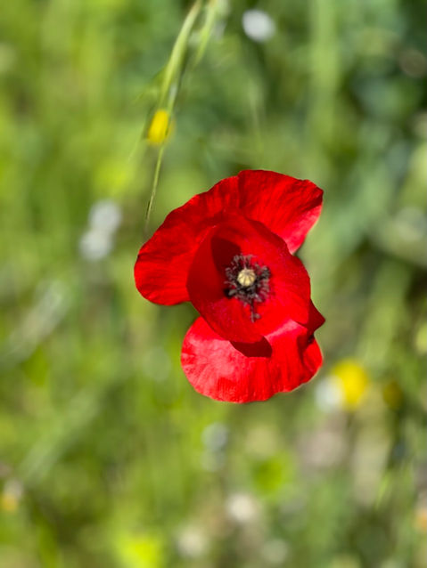 Être fleur, Photo de Réjane d'Espirac, autrice et réalisatrice