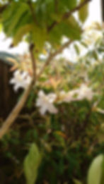 自然探索(昼間)