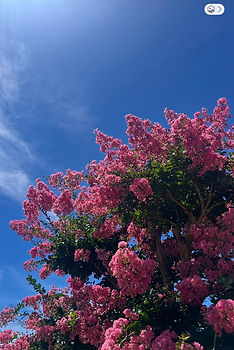 bilingual early childhood education, Japanese and American early childhood education, bilingual daycare Boston, early childhood education Boston, social emotional learning early childhood, play-based early learning, evidence-based early childhood education, online parenting consultation, early childhood education workshops, personalized early learning support