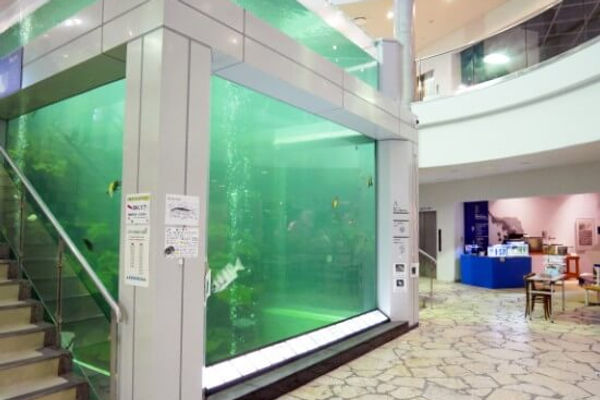奄美市大浜海浜公園 奄美海洋展示館 奄美市大浜海浜公園 奄美海洋展示館