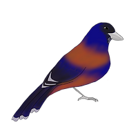 自然 生き物 奄美せとうち観光協会 公式サイト 自然 生き物 奄美せとうち観光協会 公式サイト