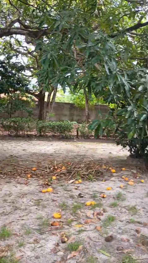 Miniatura: Sítio à venda - Olho d'água