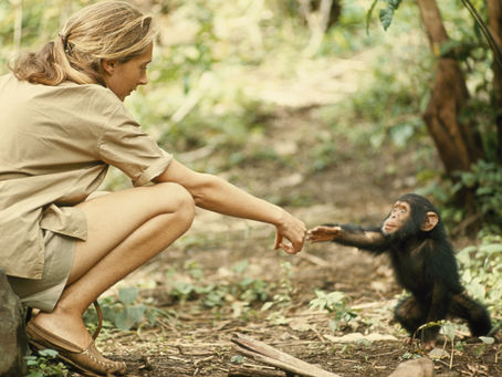 PPS#55    Jane Goodall - Trimates I