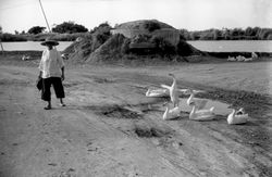 1959_許蒼澤_鹿港溪邊的軍事碉堡、農婦與鵝群_(底片典藏於國立自然科學博物館
