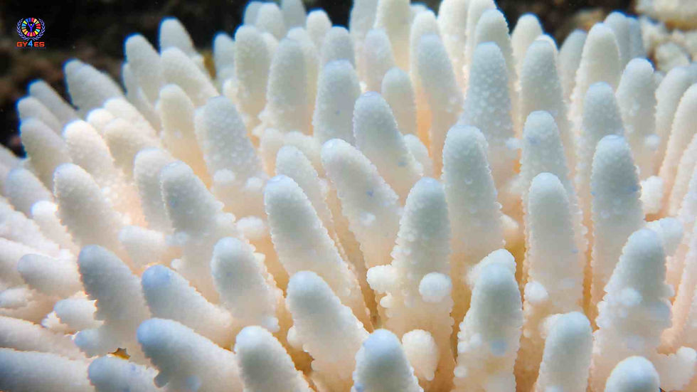 Coral Bleaching (Katharina Fabricius, Australian Institute of Marine Science)