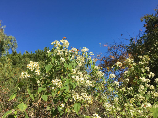 Blue skies and large flowers blooming overhead at Al Ru Farm