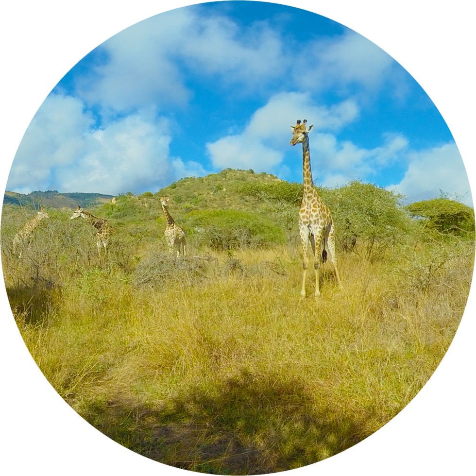 Giraffe - Real Life Nature
