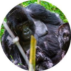 Mountain Gorilla Trek - VR Experience