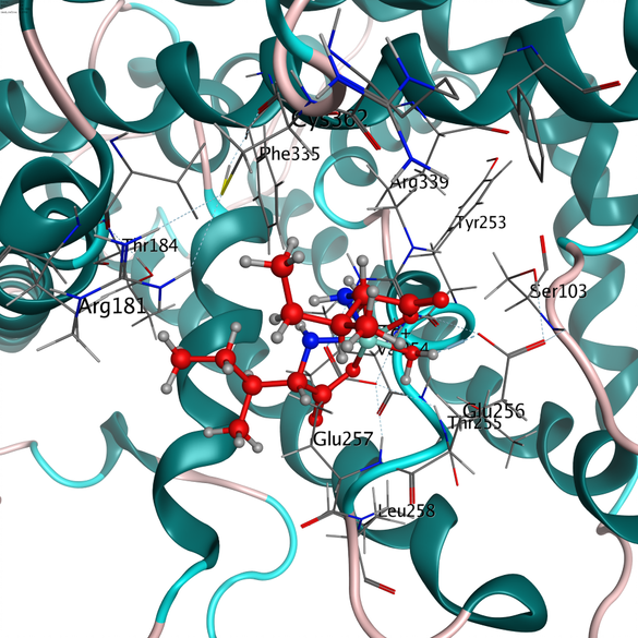Molecular Docking how-to-prepare-protein-for-molecular-docking-using-chimera-software