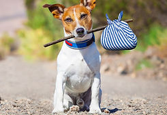 1503695580_perro-1336_edited.jpg