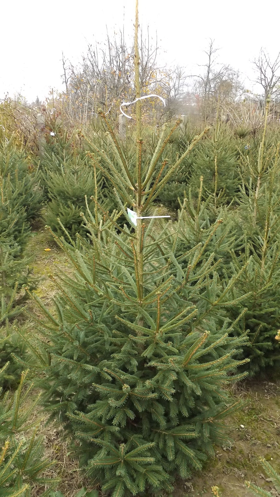 DSCF2157