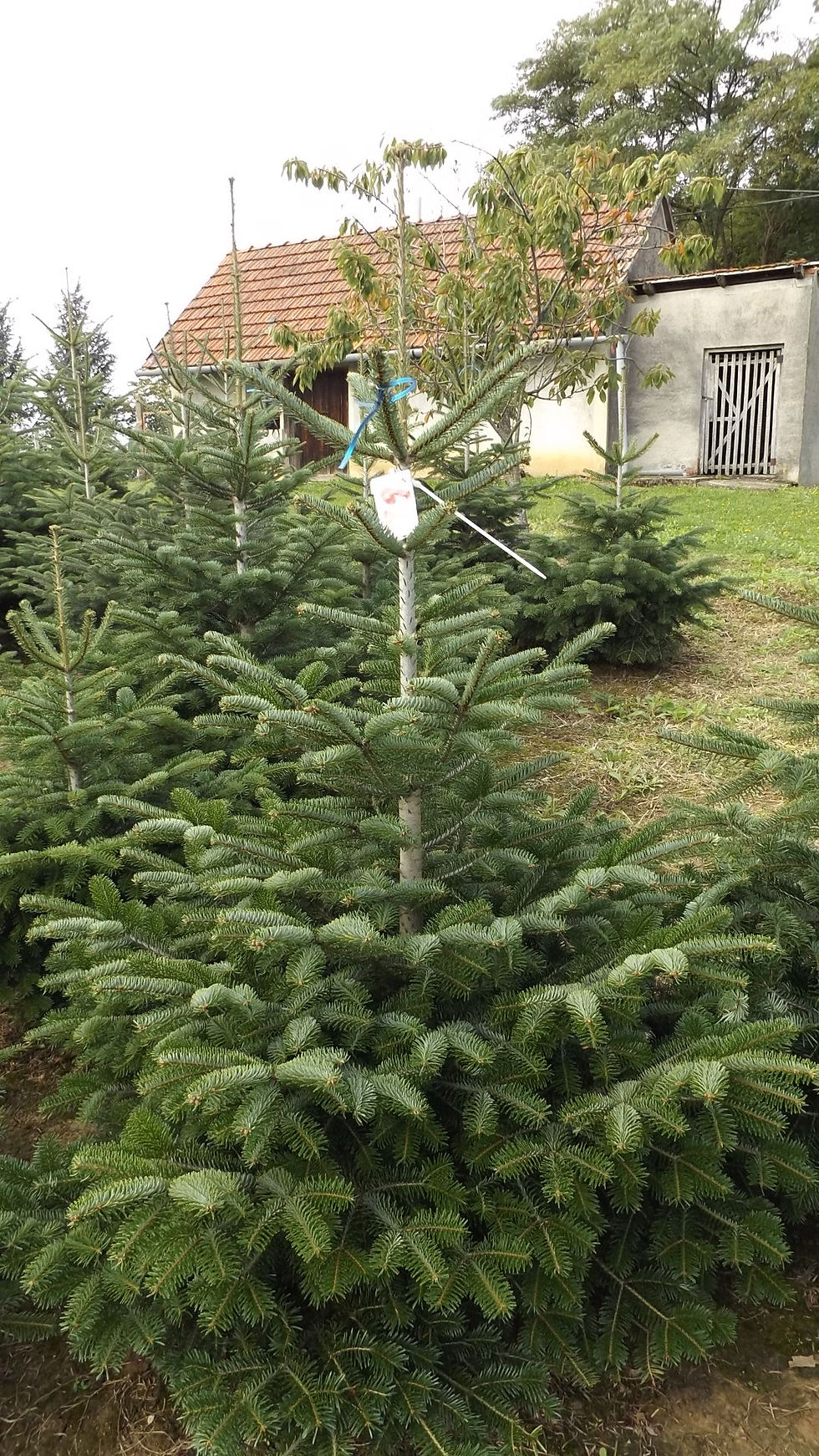 DSCF1519