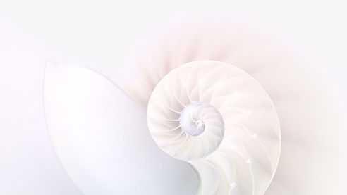 shell back.jpg