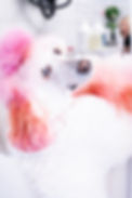 Groomed white poodle with pink dyed ears and fur.