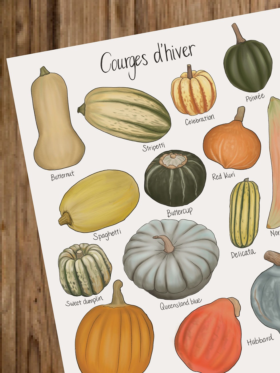 Miniature : Affiche courges d'hiver