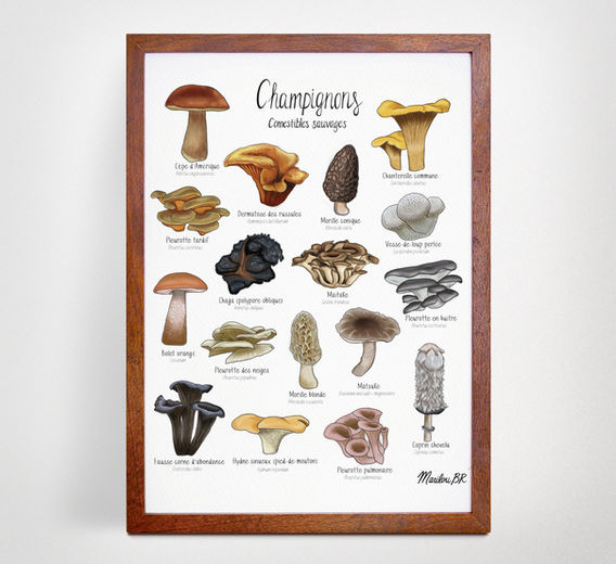 Champignons1.jpg