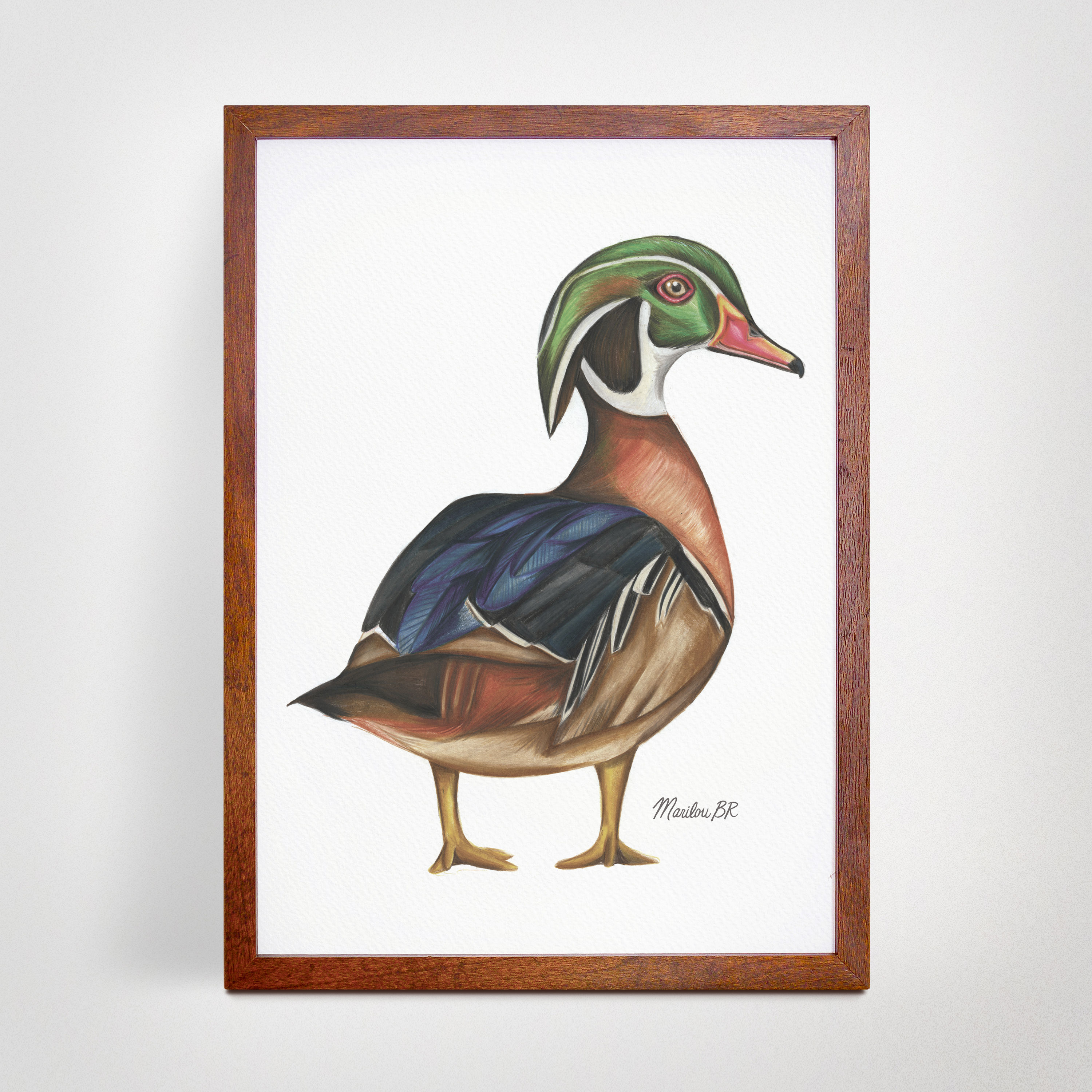 Illustration canard branchu