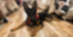 Meeko Store_edited.jpg