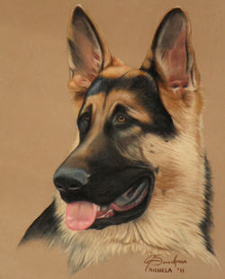 "Hunter" German Shepherd