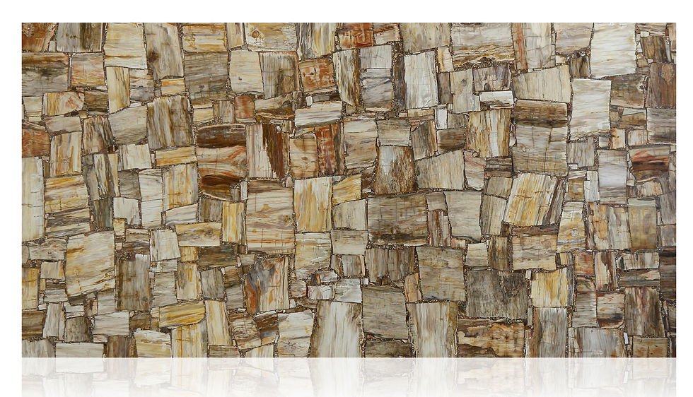 Thumbnail: Petrified Wood