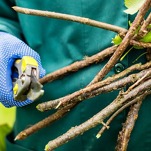 Pruning & Branch Removal.jpg