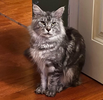 Jasper_Sire Maine Coon