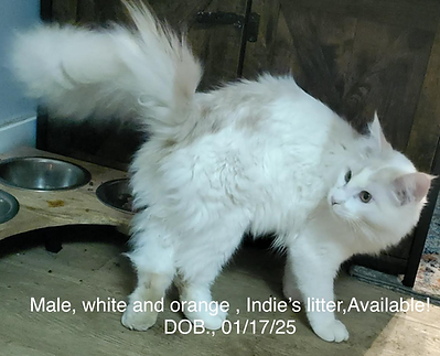 Male, white and orange.png
