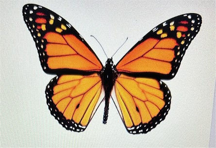 The Butterfly’s Journey: Finding Strength and Hope Through Life’s Transformations