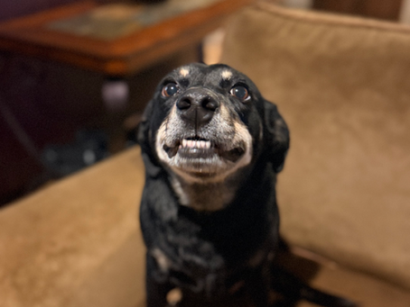 NPH - Pet of the Week