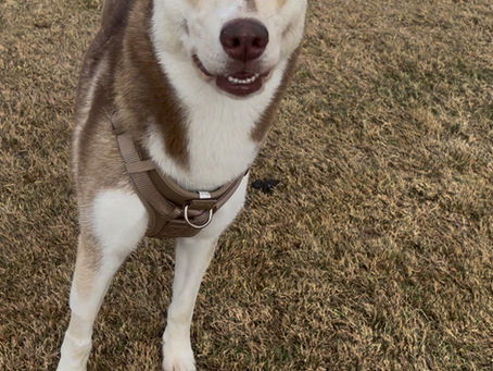 NPH - Pet of the Week