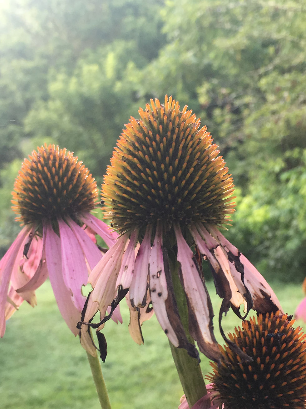 Plant Spirit Medicine: Meet Your Plant Spirit Guide
