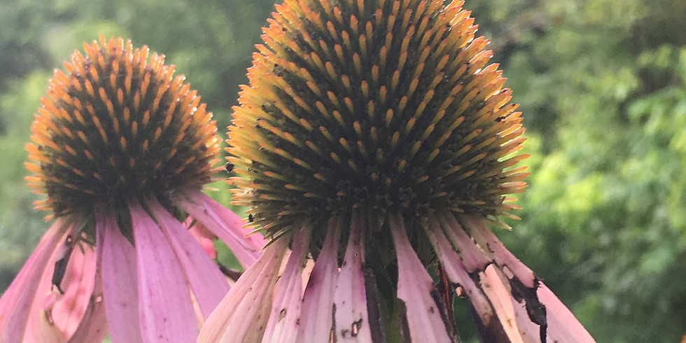 Plant Spirit Medicine: Meet Your Plant Spirit Guide
