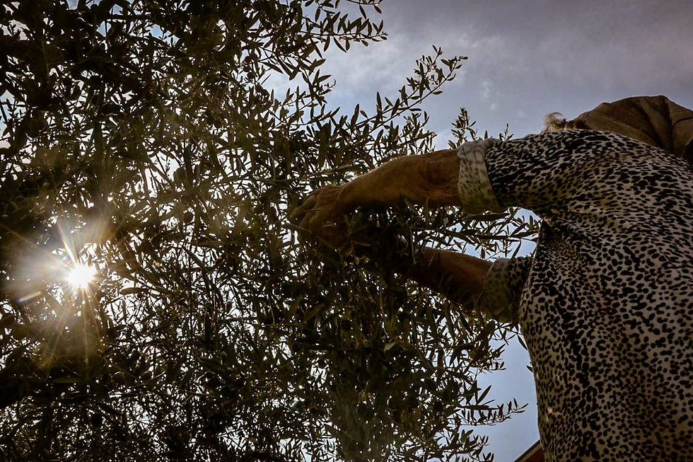 Premio Buono da web - Open