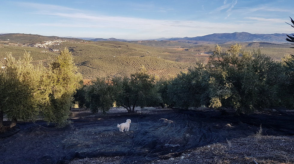 Olivos con vista
