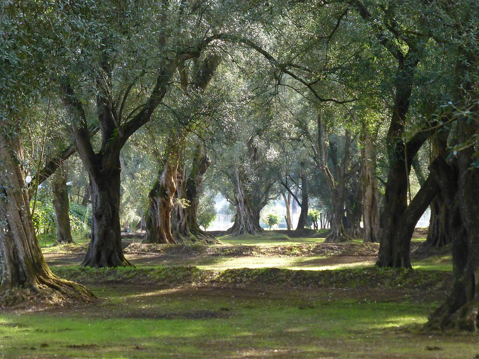 Non puoi neanche immaginare