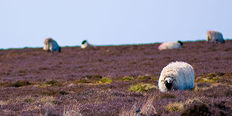 a photograph of sheep grazing in the heather moors of Yorkshire
