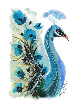 Peacock 001.jpg