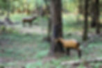 IMG_4097.jpeg