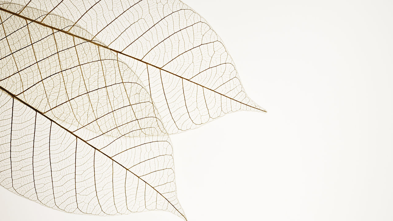 Feuilles d'arbres en filigrane, couleur beige