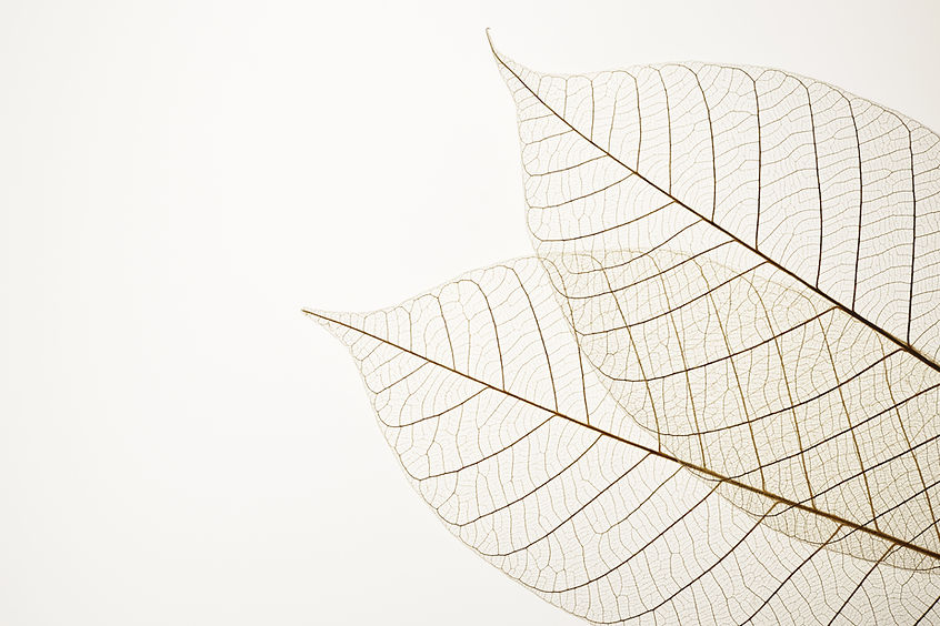 Two Dried Leaves_edited_edited.jpg