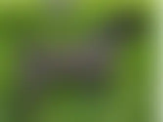 Presa Canario Health Issues: Common Problems and How to Prevent Them