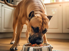 Best Dog Food for Presa Canario: Nutrition Guide