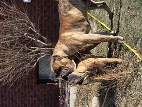 How to Choose a Reputable Presa Canario Breeder: Red Flags and Green Flags