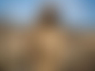 Presa canario history