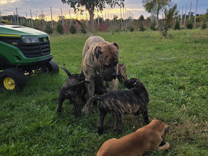 How Much Does a Presa Canario Cost in Canada?