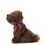Thumbnail: Greyfriars Bobby