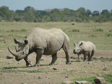 Kenya bets... on rhinos