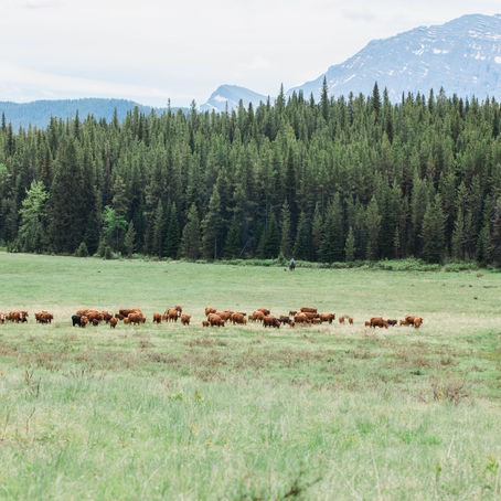 Farm group lobbying for rejection of carbon tax bill.